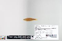 Cyprinella spiloptera image