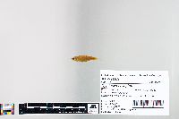 Cyprinella spiloptera image