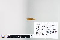Cyprinella spiloptera image