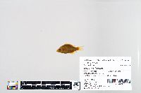 Lepomis humilis image