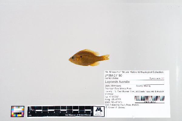 Lepomis humilis image