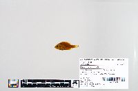Lepomis humilis image