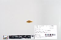 Lepomis humilis image