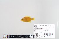 Lepomis humilis image