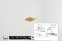 Lepomis humilis image
