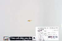Lepomis humilis image