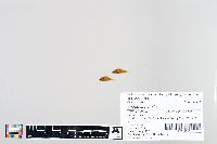 Lepomis humilis image