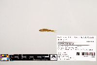 Notropis texanus image