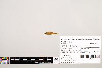 Notropis texanus image