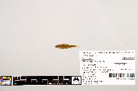 Notropis texanus image