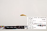 Notropis texanus image