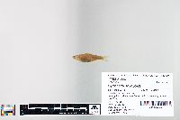 Cyprinella spiloptera image