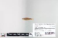 Cyprinella spiloptera image