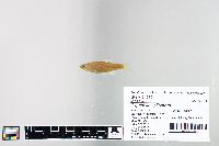 Cyprinella spiloptera image
