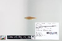 Cyprinella spiloptera image