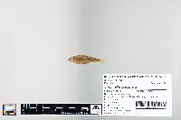 Cyprinella spiloptera image