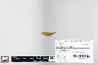 Cyprinella spiloptera image