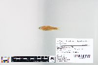 Cyprinella spiloptera image