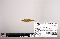 Notropis percobromus image