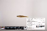 Notropis percobromus image