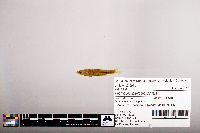 Notropis percobromus image