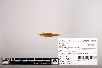 Notropis percobromus image
