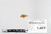 Lepomis humilis image