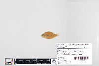 Lepomis humilis image