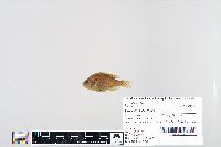 Lepomis humilis image