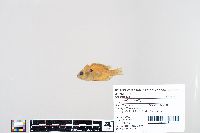 Lepomis humilis image
