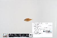 Lepomis humilis image