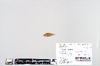 Lepomis humilis image