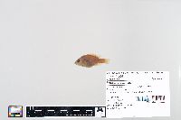 Lepomis humilis image