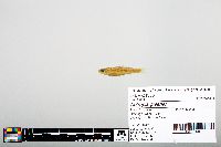 Notropis greenei image