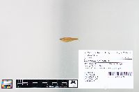 Cyprinella spiloptera image