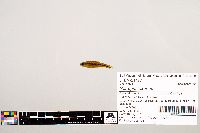 Notropis texanus image