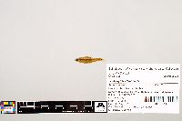 Notropis texanus image