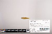 Notropis percobromus image