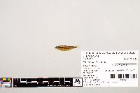 Notropis texanus image