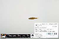 Notropis heterodon image