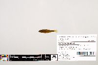 Notropis texanus image