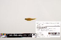 Notropis texanus image