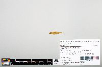 Notropis heterodon image