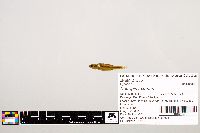 Notropis texanus image