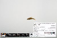 Notropis heterodon image