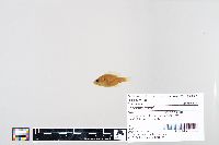 Lepomis humilis image
