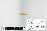 Cyprinella spiloptera image