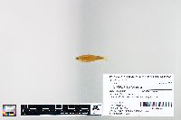 Cyprinella spiloptera image