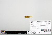 Notropis heterodon image
