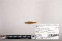 Notropis percobromus image
